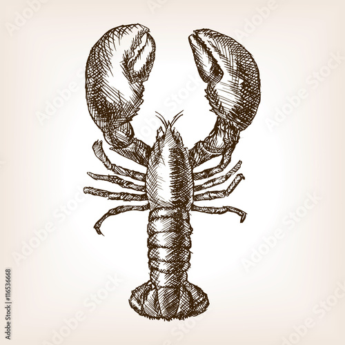 Lobster hand drawn sketch style vector