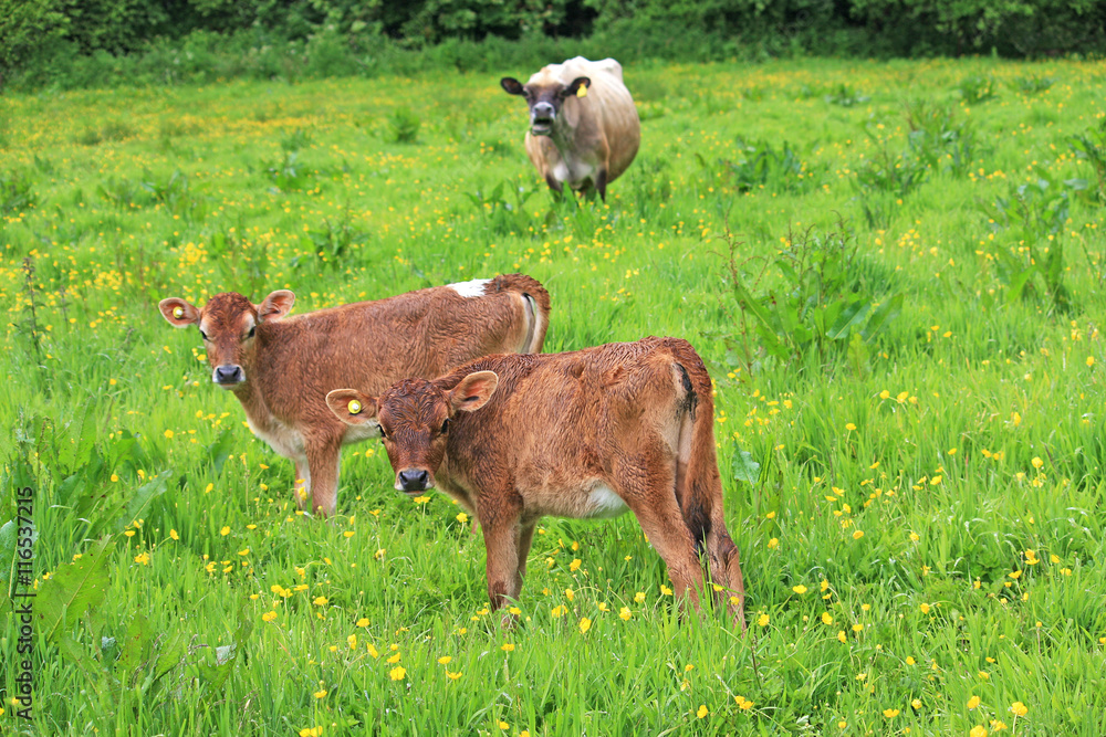 Cow and Calves Cow and Calves