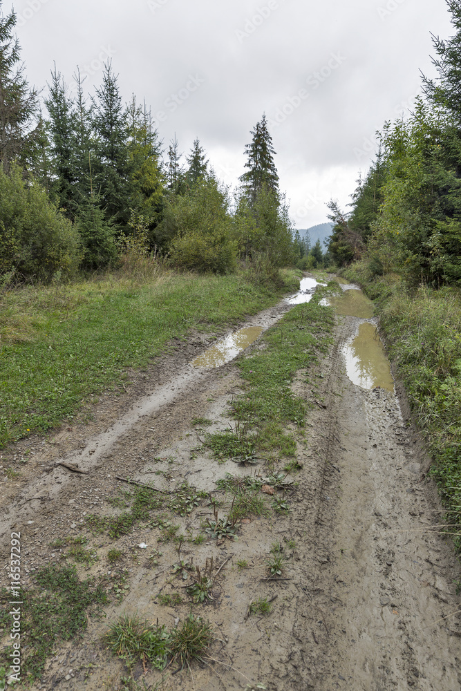 Dirty rural forest road in Carpathian mountains