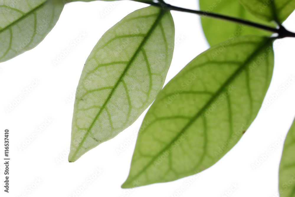 fresh leaf isolated on white background. fresh leaf isolated on white background.
