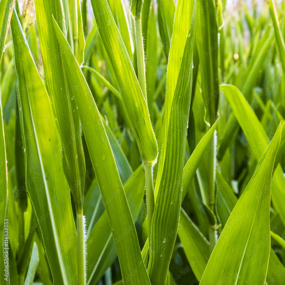 leaves of indian corn in detail with dew drops leaves of indian corn in detail with dew drops