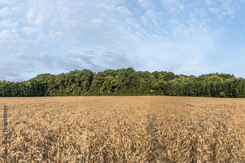 corn field with forest in background