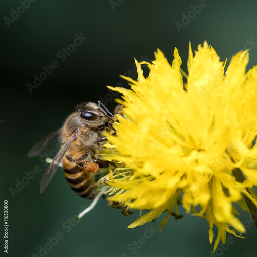 Bee with Yellow Flower