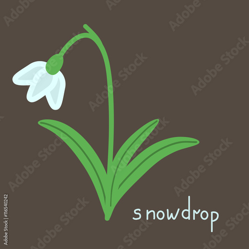 Snowdrop plant illustration