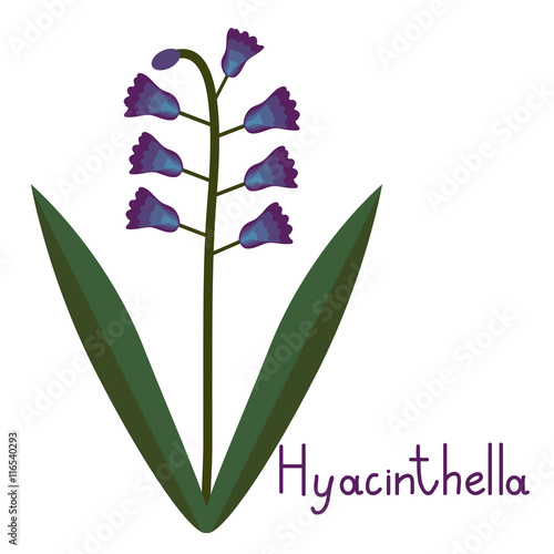 Hyacinthella plant illustration photo