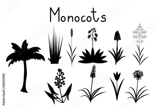 Examples of monocots