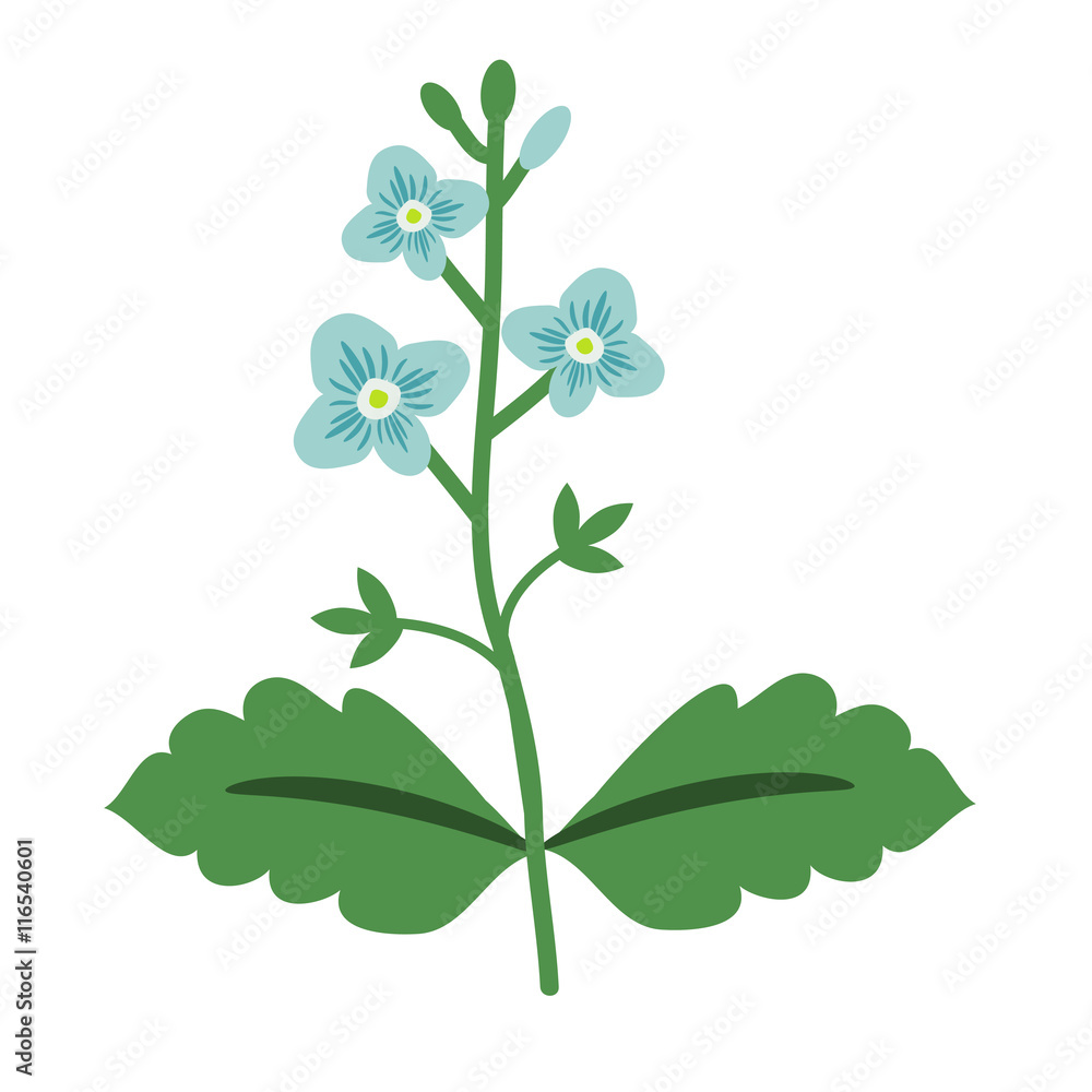 Veronica isolated flower Veronica isolated flower