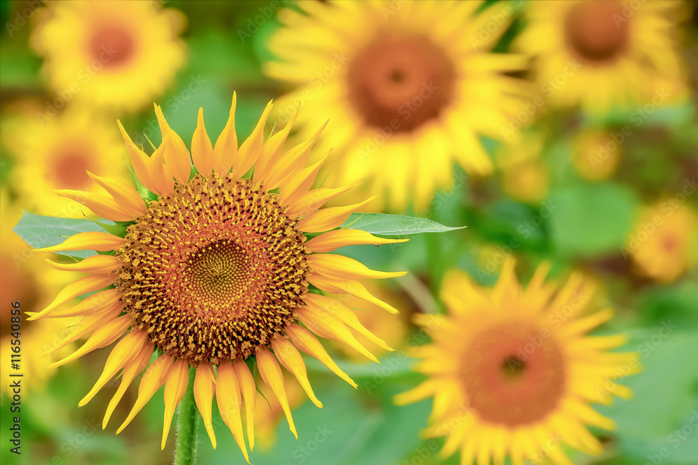 Fototapeta premium ヒマワリの花