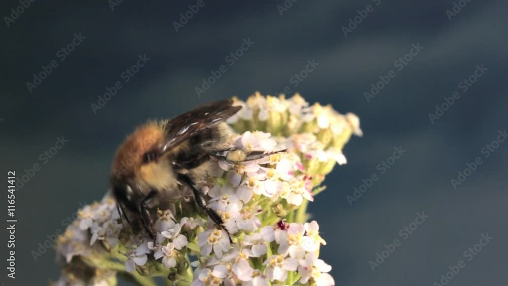 Bumble Bee Goes on Flower. The Bumble bee goes to a flower umbrella plant and collects nectar
Bumble Bee Goes on Flower. The Bumble bee goes to a flower umbrella plant and collects nectar
