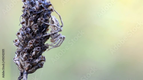 Pisaura mirabilis spider close up