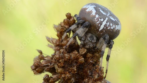 Araneus quadratus (Four-spot orbweaver) sitting on the branch
