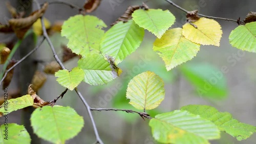 Autumn painted tree closeup with it's leaves glowing,