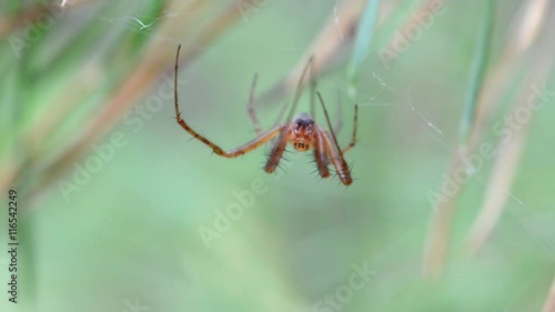 Spider on web in the forest