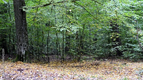 Fallen leaves fluttering in the autumn breeze.