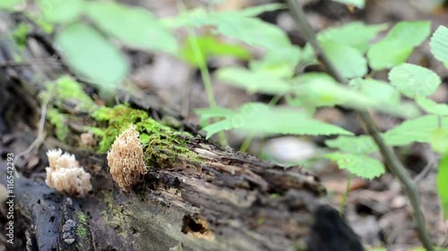 Forest mushroom in the moss