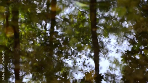 Autumn Stream with forest reflections