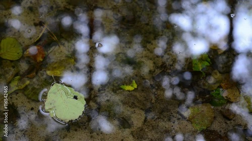 Leaf on Water
