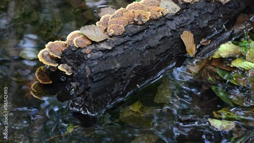 Small creek in the forest. Fallen leaves in a stream. Autumn.