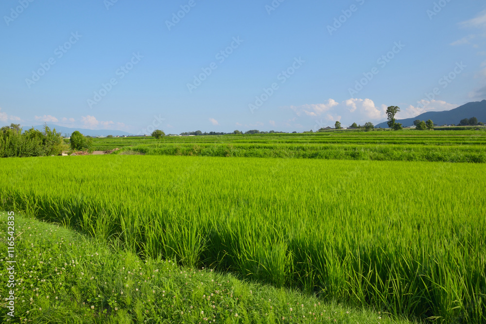 さわやかな田園風景 さわやかな田園風景