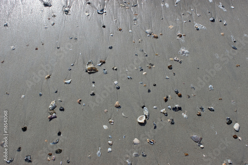 Small Shells on Beach