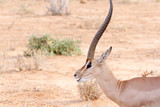 Cervicapra (bohor reedbuck), antelope of central Africa.