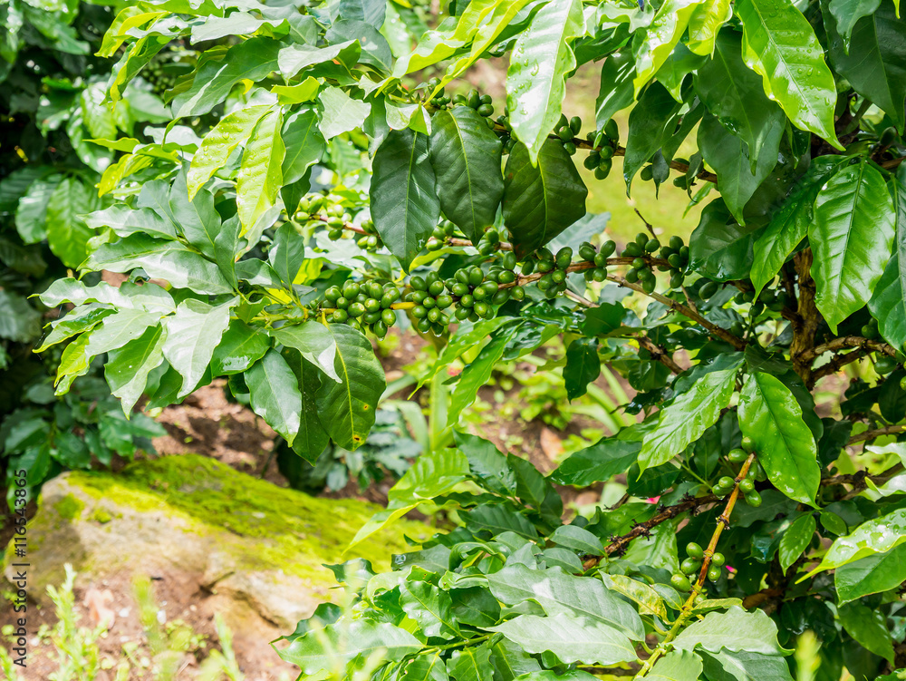 fresh coffee beans in coffee plants tree fresh coffee beans in coffee plants tree
