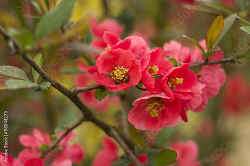 Chaenomeles flowers