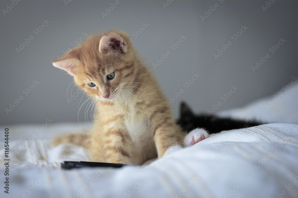 Cute orange kitten with large paws playing with a toy