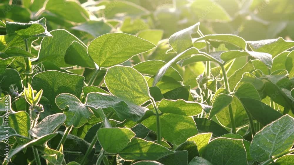 Soybean crop field, cultivated plant leaves close up Soybean crop field, cultivated plant leaves close up