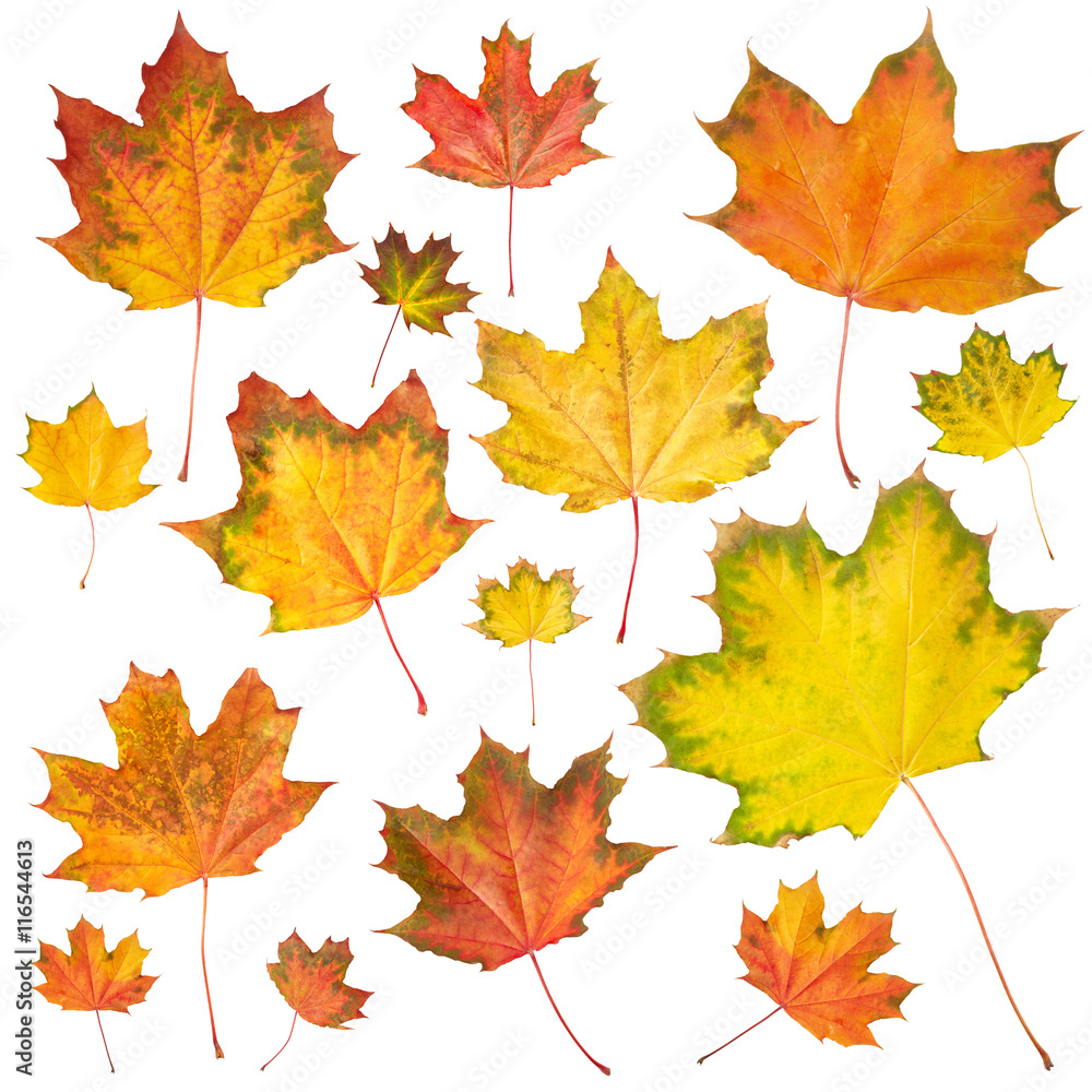 Set of maple leaves Set of maple leaves