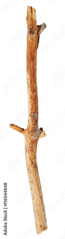 Tree branch isolated on white background Tree branch isolated on white background