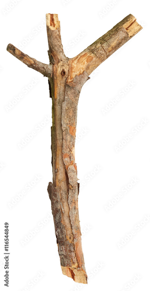 Tree branch isolated on white background Tree branch isolated on white background