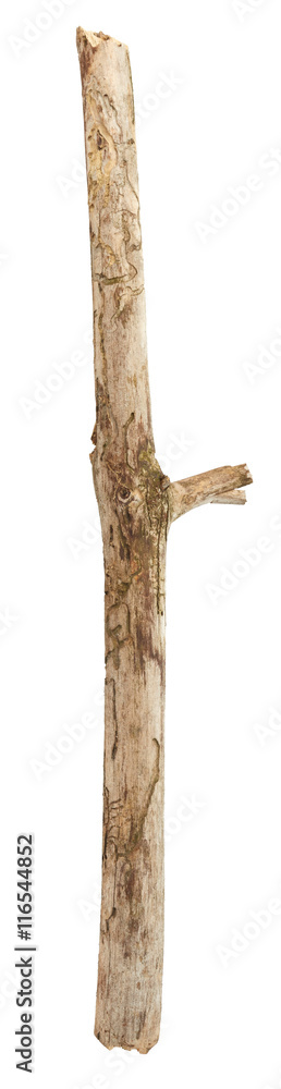 Tree branch isolated on white background Tree branch isolated on white background