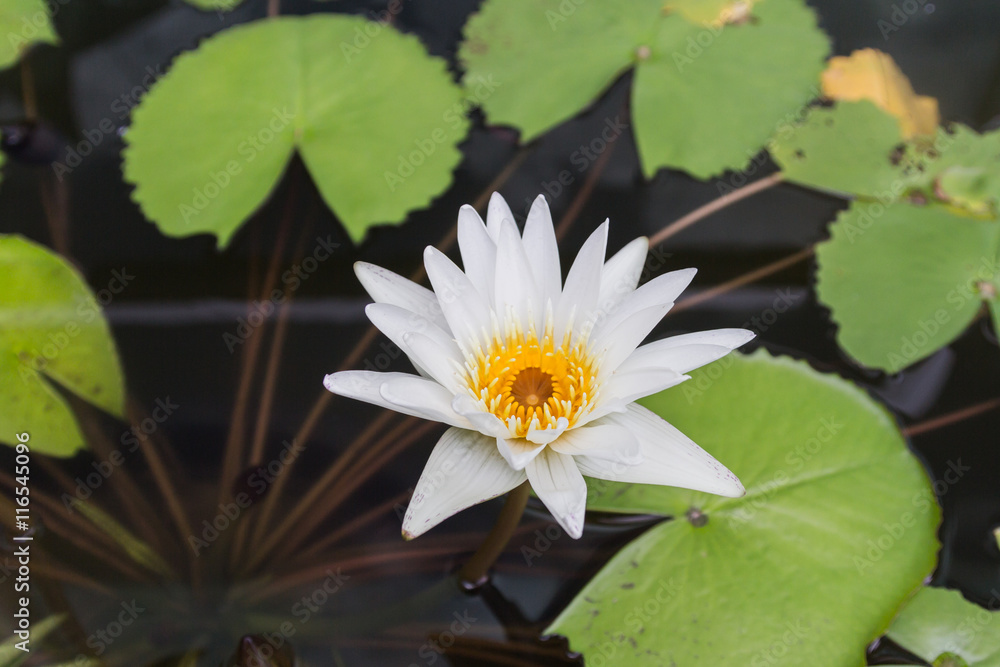 Lotus flower with green lotus leaf blurry background:Close up,select focus with shallow depth of field. Lotus flower with green lotus leaf blurry background:Close up,select focus with shallow depth of field.
