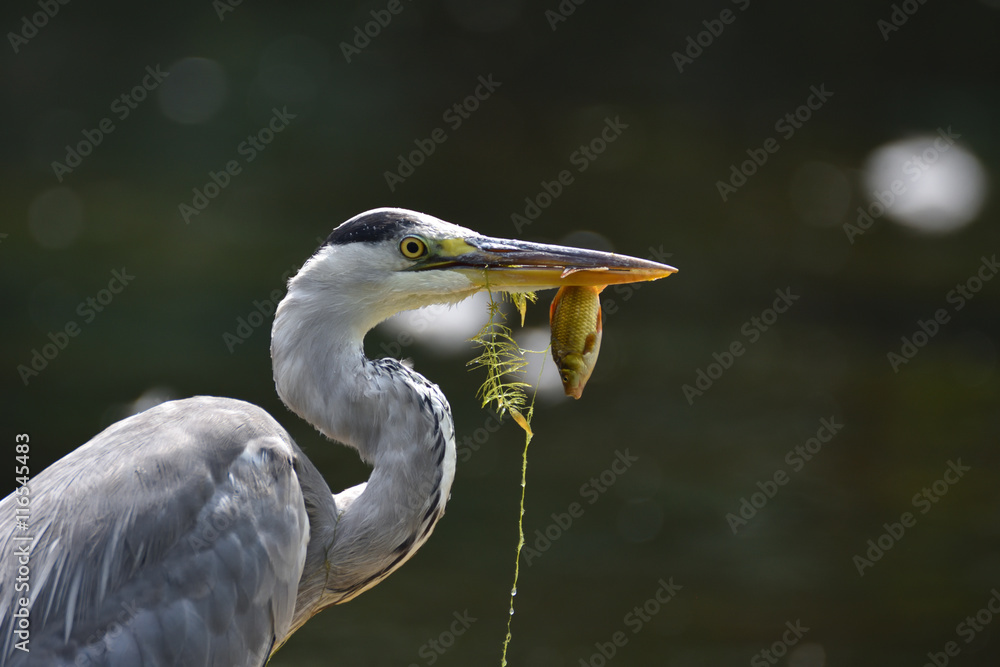 Graureiher Fischfang Graureiher Fischfang