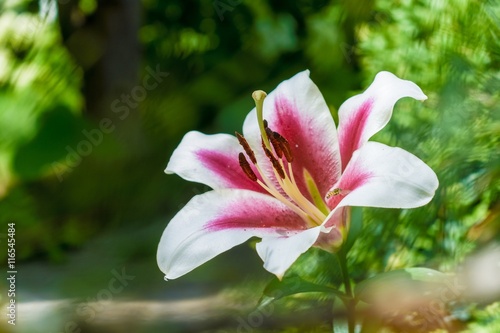 Close up of lily flower in summer park