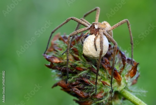 Pisaura mirabilis spider in nature
