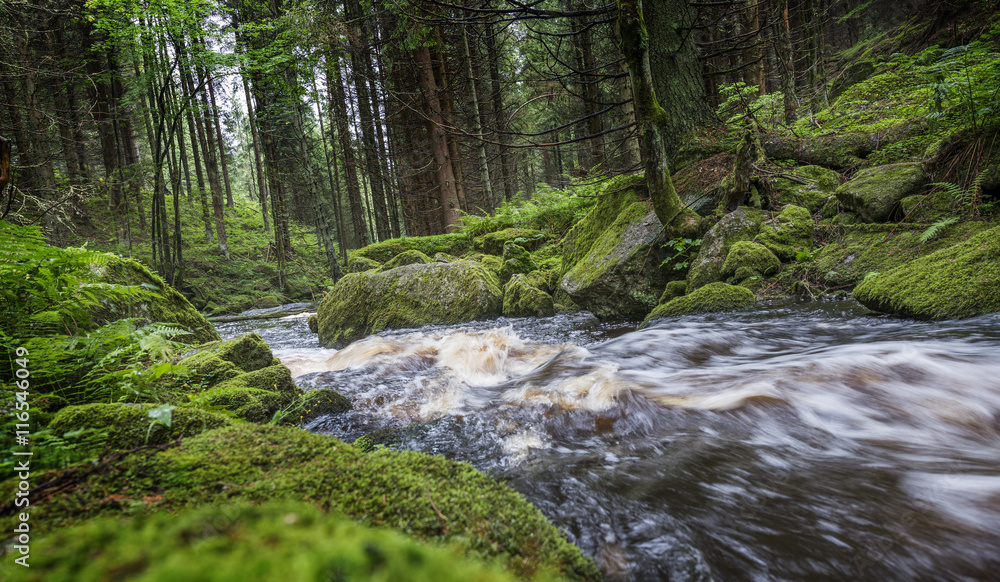 Obraz premium river in a forest,Sumava - national park, Czech republic, Europe