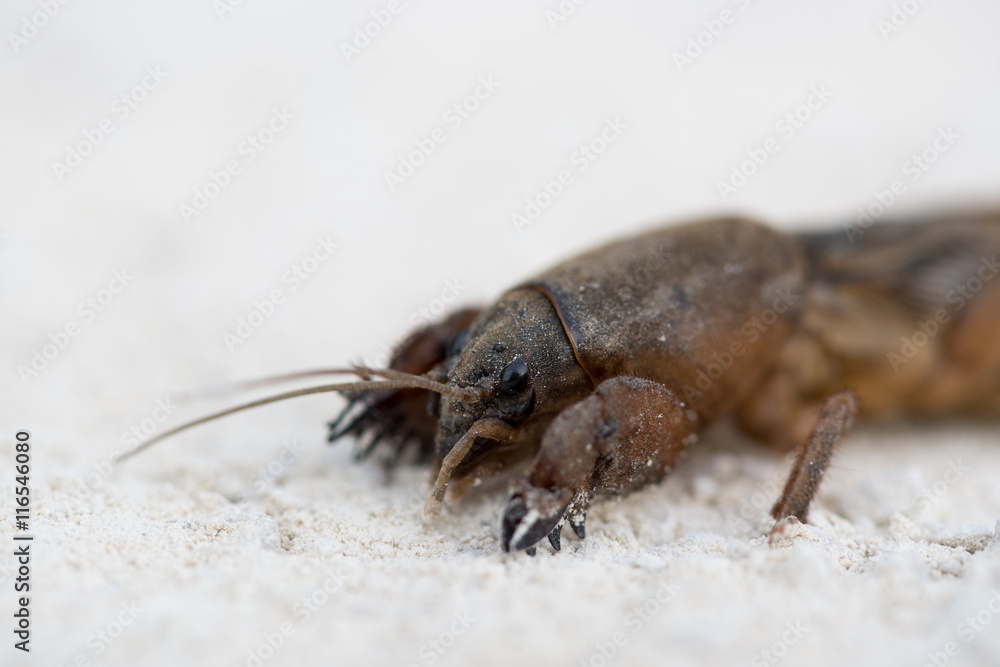 Europäische Mauelwurfsgrille, Mole cricket, Gryllotalpa gryllot Europäische Mauelwurfsgrille, Mole cricket, Gryllotalpa gryllot