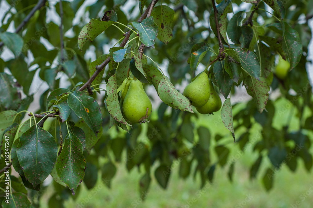 pears hanging on the tree