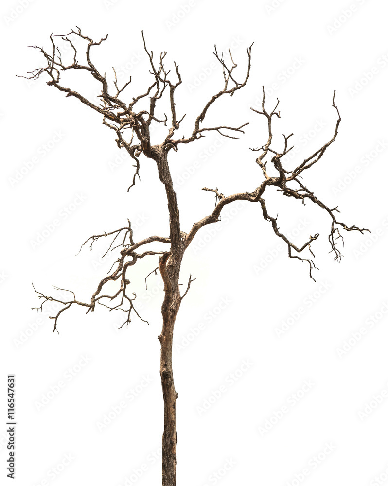 Fototapeta premium dead tree isolated on white background