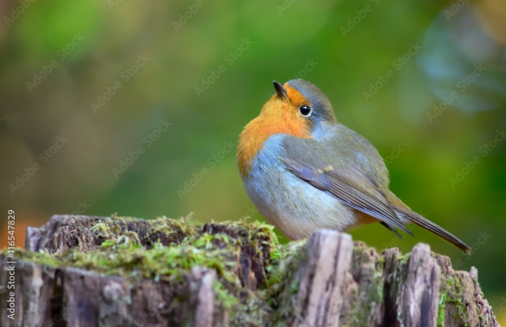 European robin (Erithacus rubecula) European robin (Erithacus rubecula)