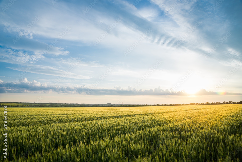 Summer landscape wheat field and clouds