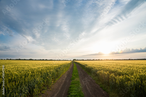Summer landscape road, wheat field and clouds