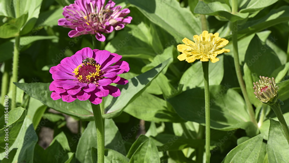 zinnia Stock Photo Adobe Stock