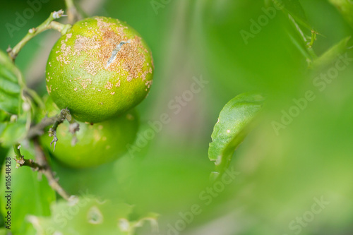 Foto Plant diseases, Citrus canker