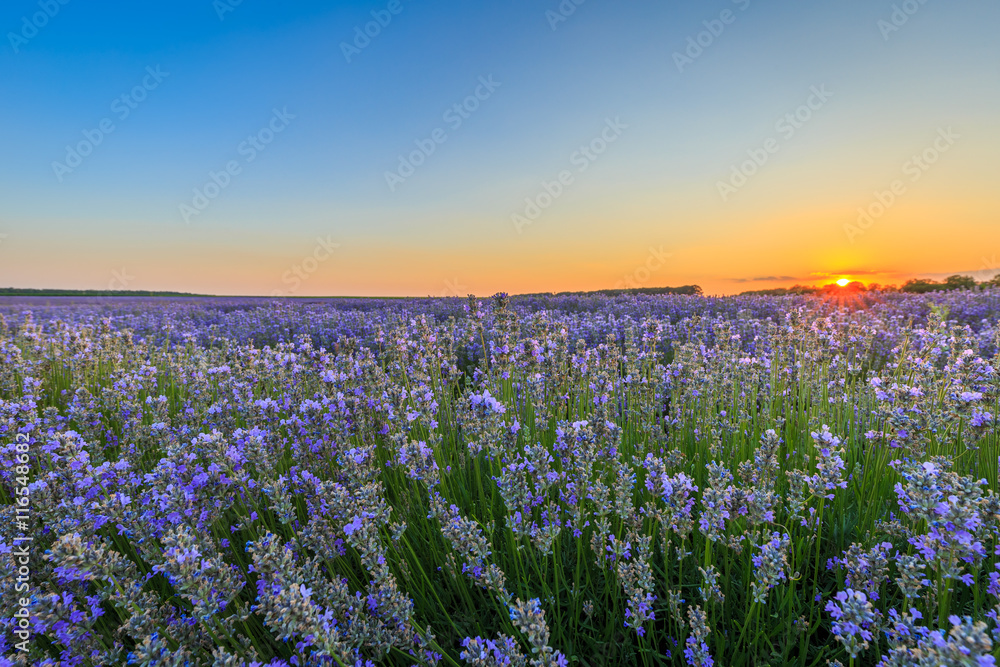 Obraz premium Lavender field at sunset time