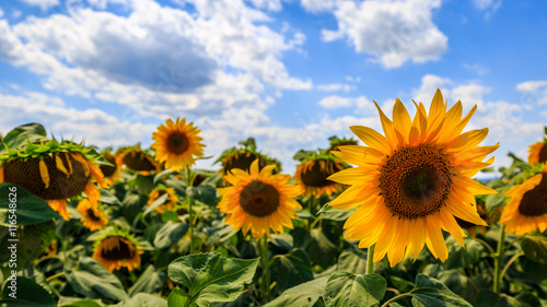 Nice sunflowers on the field