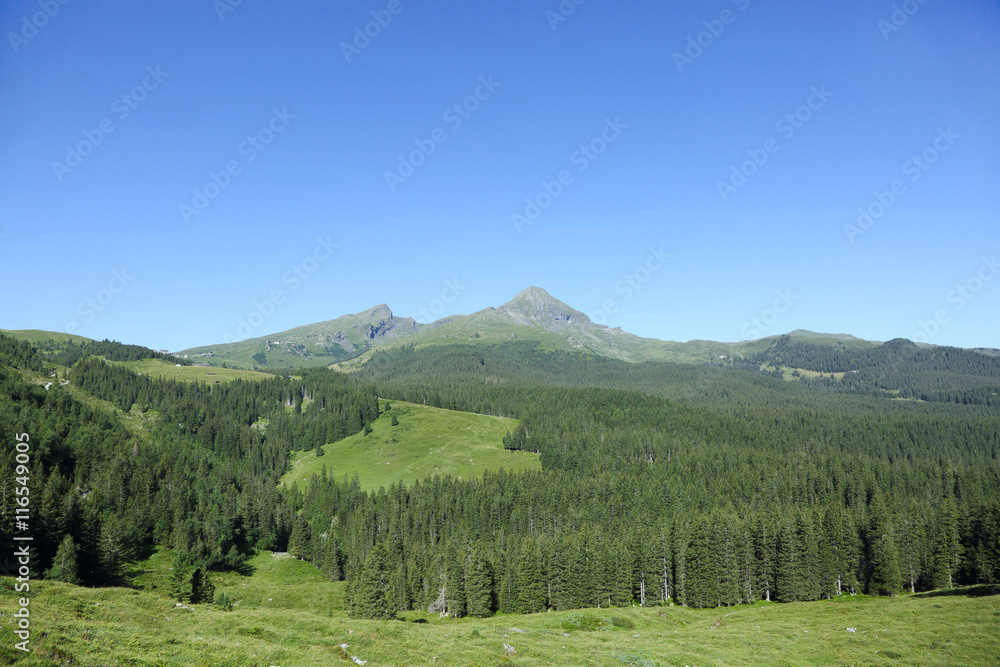 Beautiful landscape with pine trees of Alps on the way from Grindelwald to Kleine Scheidegg