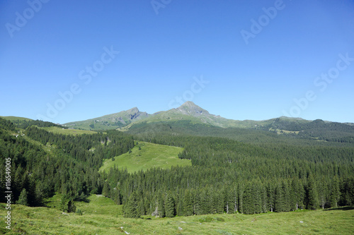 Beautiful landscape with pine trees of Alps on the way from Grindelwald to Kleine Scheidegg